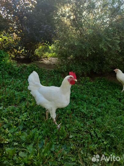 Молодой петух