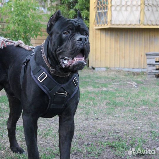 Кане корсо вязка