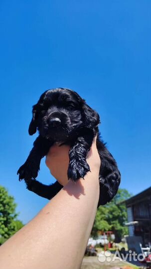 Щенки Кокер Спаниель