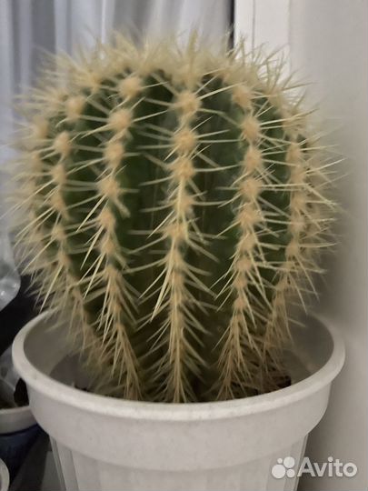 Эхинокактус Грузони