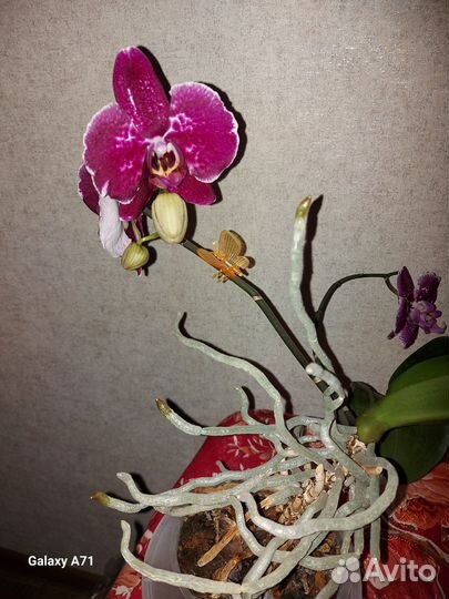 Орхидея фаленопсис
