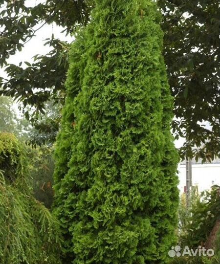 Туя Пирамидалис Компакта, Брабант