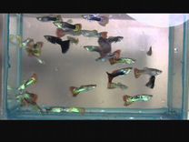 Рыбки аквариумные гуппи
