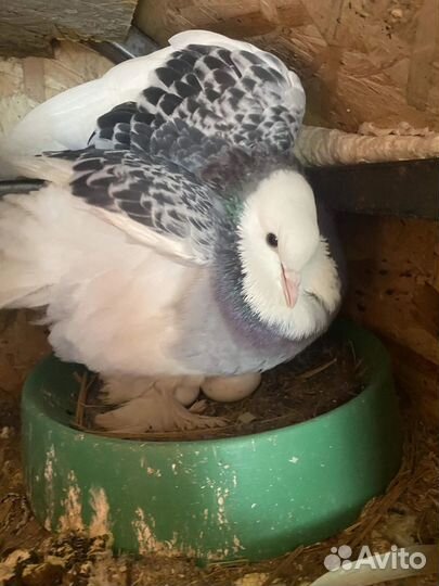 Голуби алла