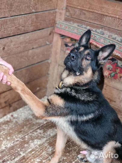 Молодая умная овчарка, необходимо быть с человеком