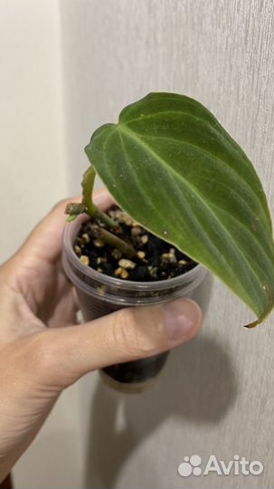 Филодендрон сплендид