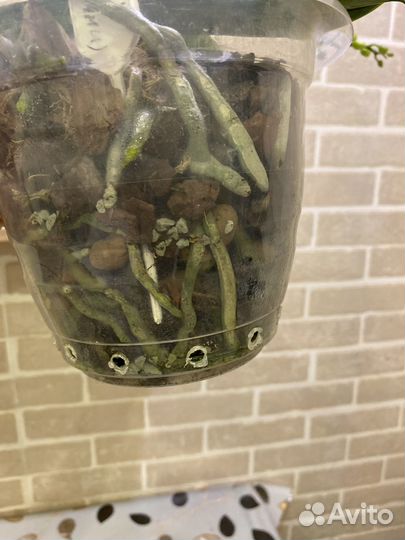 Орхидея фаленопсис