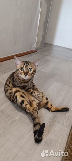 Бенгальский кот вязка