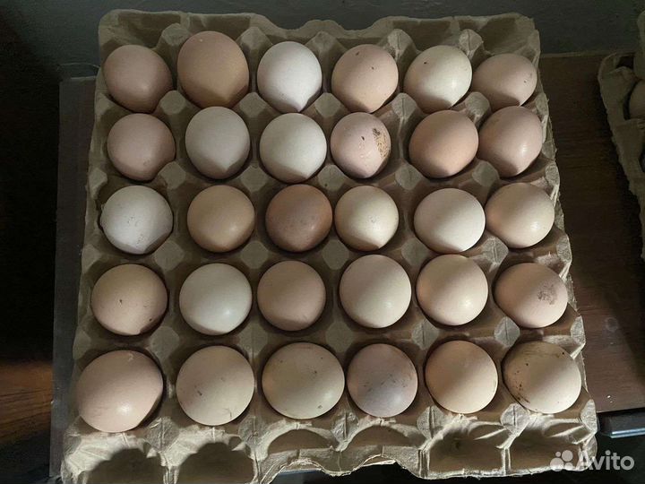 Инкубационное яйцо
