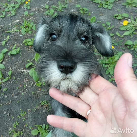 Мальчик и девочка цвергшнауцера