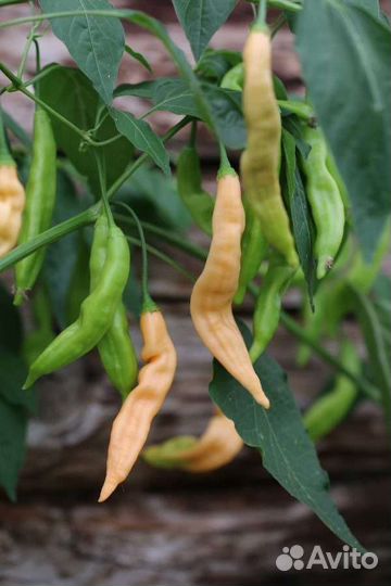 Семена острого перца