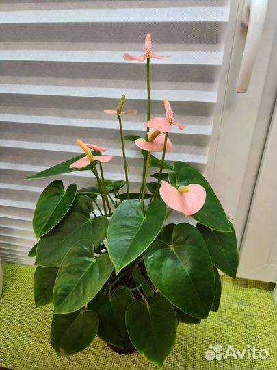 Антуриум карликовые сорта