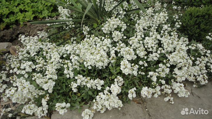 Хоста, арабис, молодила, перовския