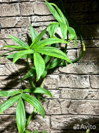 Монстера субпината / монстера тонкая