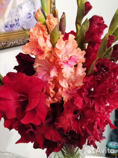 Букеты (цветы гладиолусы срезка)