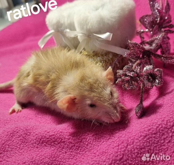 Крысята фавн long от ratlove