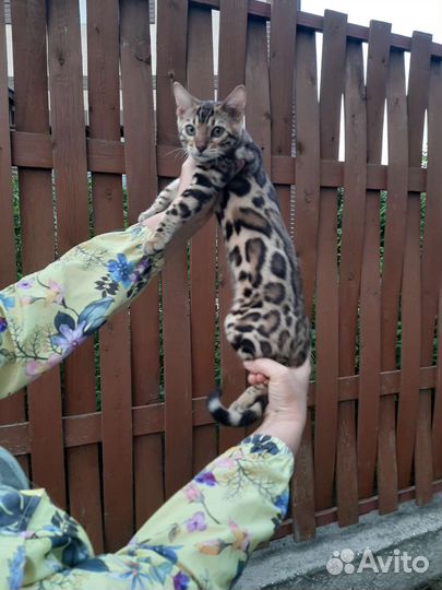 Бенгальские котята