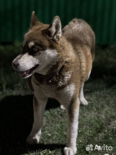 Сибирский хаски