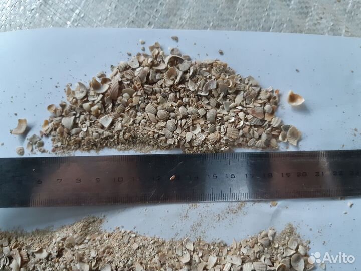 Ракушка морская кормовая