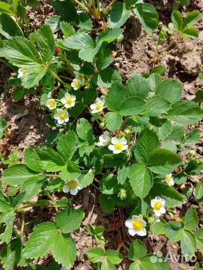 Клубника (садовая земляника), рассада