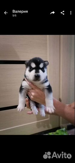 Щенки сибирский хаски