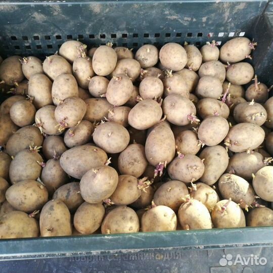 Семенной картофель