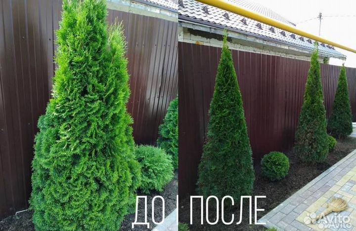 Садовник, Стрижка деревьев и кустарников, изгороди