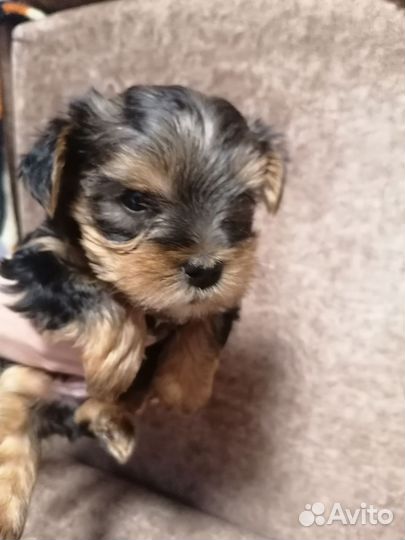 Йоркширский терьер щенки