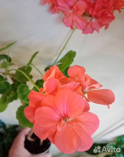 Герань розебудная и другие