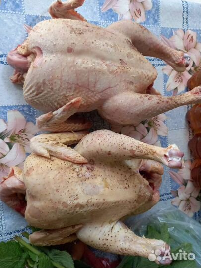 Курица домашняя. Яйцо