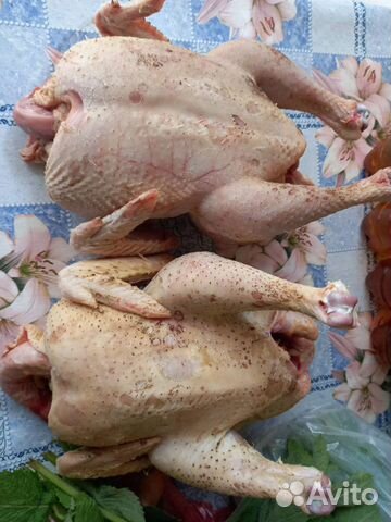 Курица домашняя. Яйцо