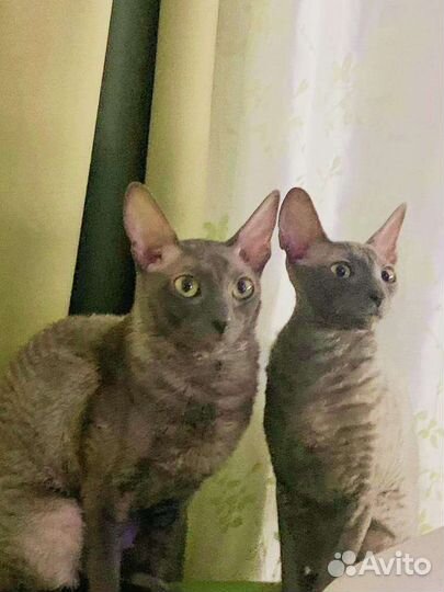 Котята корниш-рекс