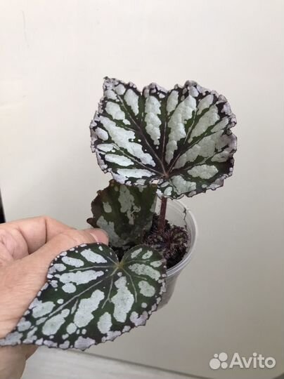 Бегония Flash Dance