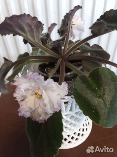 Сортовые фиалки