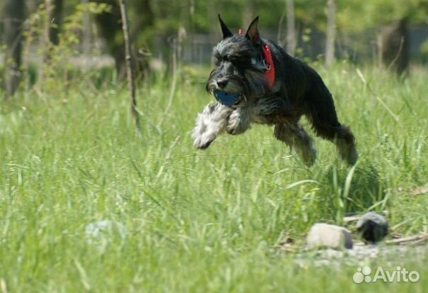 Передержка собак малых и средних пород