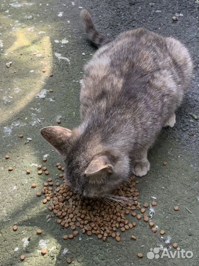 Котята и кошка