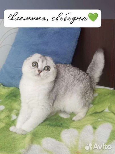 Евлампия скоттиш фолд