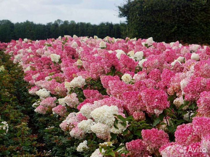 Ваниль Фрайз гортензия метельчатая