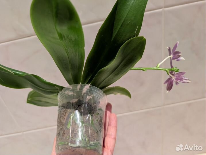 Орхидея фаленопсис тетраспис цветет