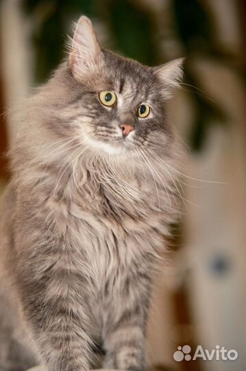 Кот сибиряк