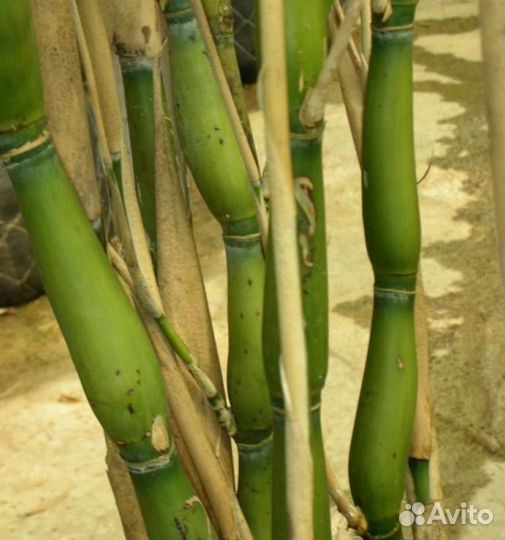 Бамбук чёрный, зелёный, пестролистный, 15 сортов