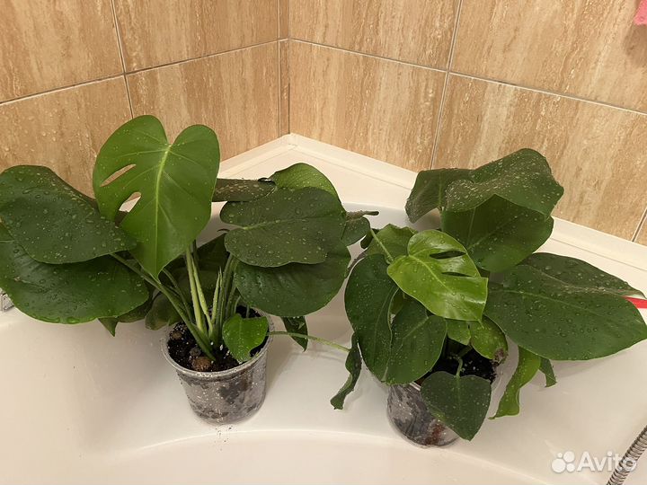 Монстера деликатесная