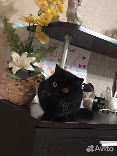 Кошечка Скотиш Страй