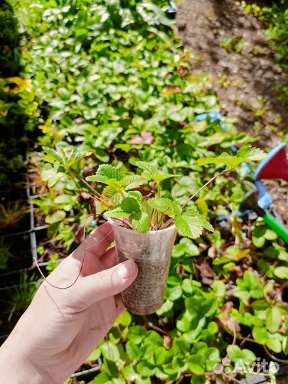 Земляника крупная садовая