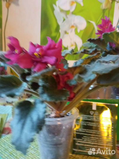 Фиалка полумини