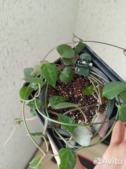 Комнатные цветы