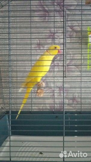 Ожереловый попугай самец