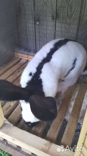 Крол нпв, рабочий,1,5 года