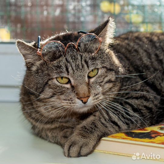 Кот Леопольд ищет дом