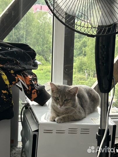 Отдам кошку стерелизованную